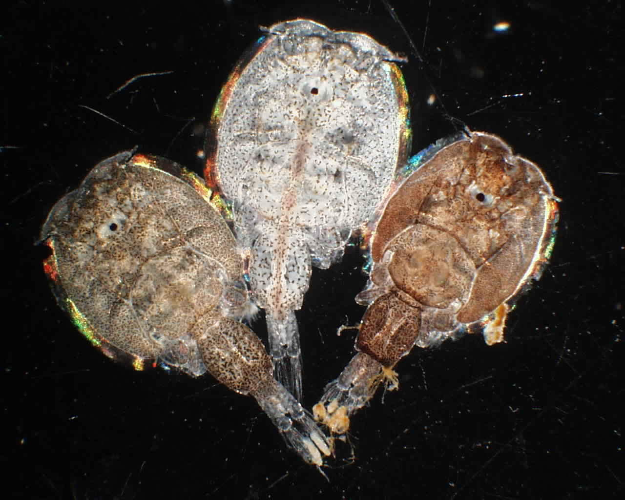 Представитель Семейства Caligidae